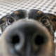 Illustration for article titled Okay, how awesome would it be if hundreds (thousands?) of dogs were trained to check our breath every morning before we were allowed to go into work/school/etc? UPDATED - will be used at the Helsinki airport
